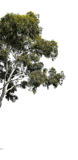tree left