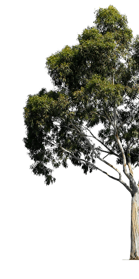 tree right