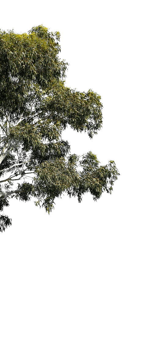 tree left
