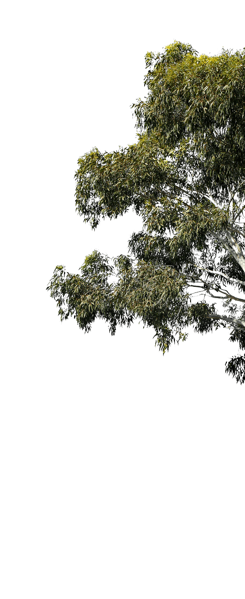 tree right